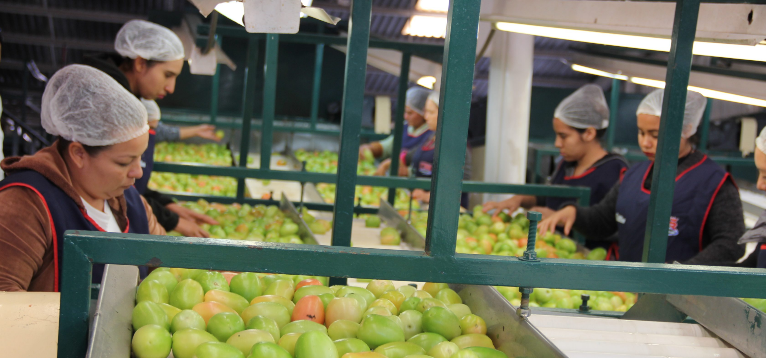 Trabajador de empacado agrícola